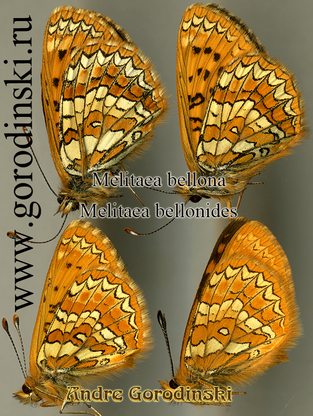 http://www.gorodinski.ru/nymphalidae/Melitaea bellona.jpg